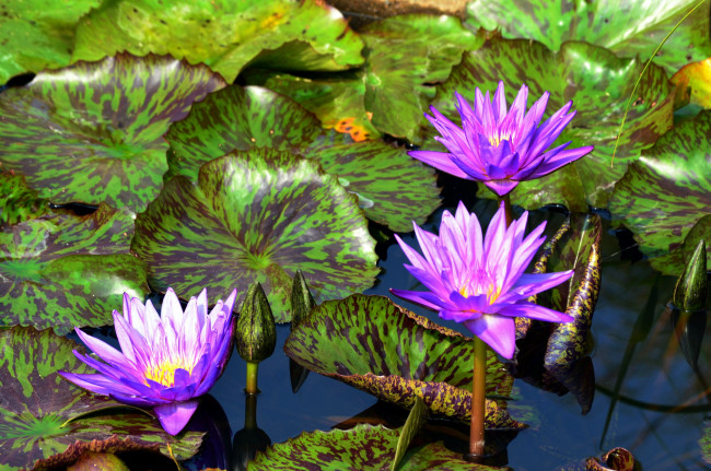 Обои картинки фото цветы, лилии водяные,  нимфеи,  кувшинки, листья, бутоны, водоем