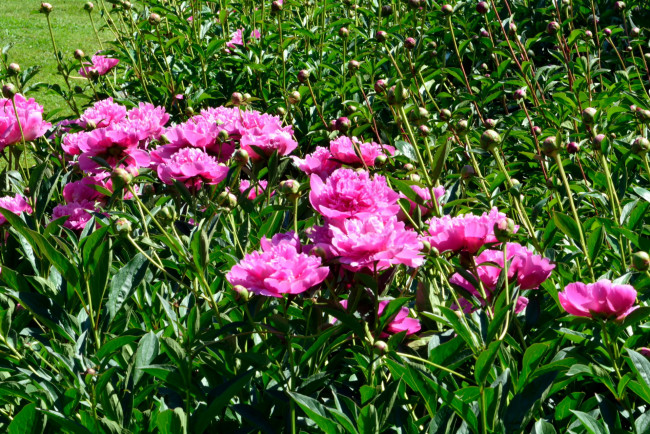 Обои картинки фото цветы, пионы, розовый, бутоны, много