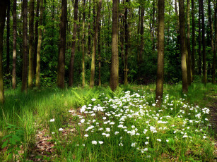 Картинка природа лес лето папоротник трава деревья