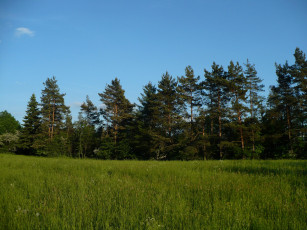 Картинка природа луга трава лето елки