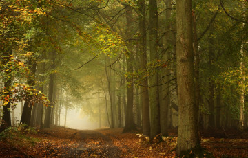 Картинка природа дороги berkshire беркшир лес ашридж england ashridge wood англия осень деревья дорога