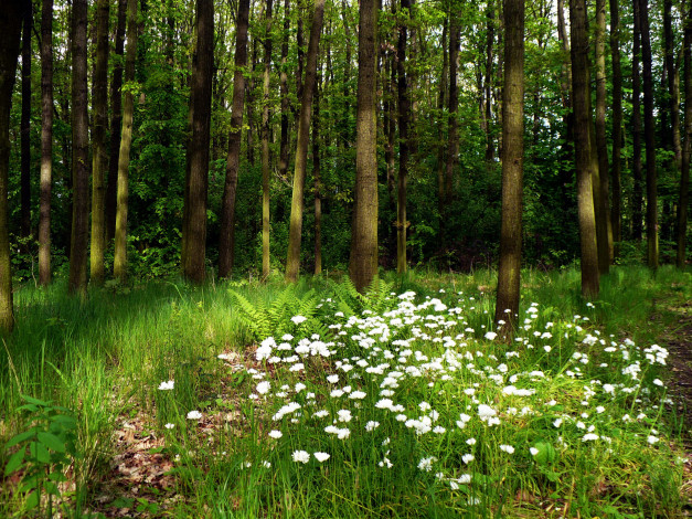 Обои картинки фото природа, лес, лето, папоротник, трава, деревья