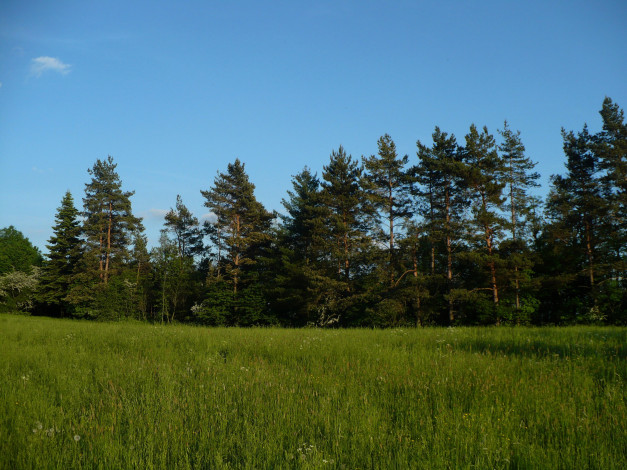 Обои картинки фото природа, луга, трава, лето, елки