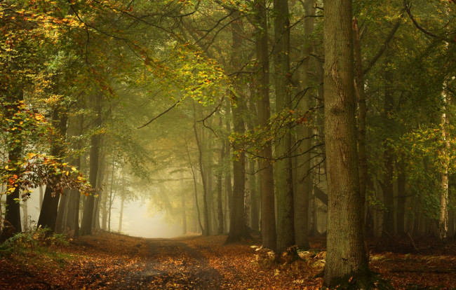 Обои картинки фото природа, дороги, berkshire, беркшир, лес, ашридж, england, ashridge, wood, англия, осень, деревья, дорога