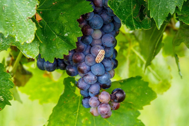 Обои картинки фото природа, Ягоды,  виноград, лоза
