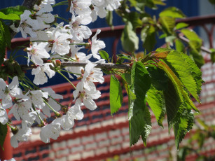 Картинка цветы цветущие+деревья+ +кустарники апрель весна 2018