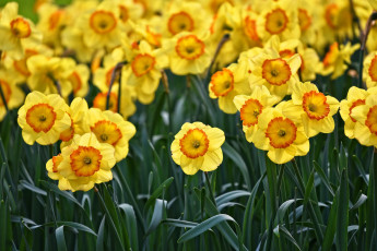 Картинка цветы нарциссы желтый цветение весна