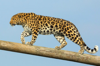 Картинка животные леопарды хищник дальневосточный леопард амурский
