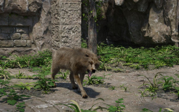 Картинка 3д+графика животные+ animals волк фон