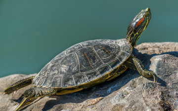 Картинка Черепаха животные Черепахи дикая природа панцирь озеро черепаха