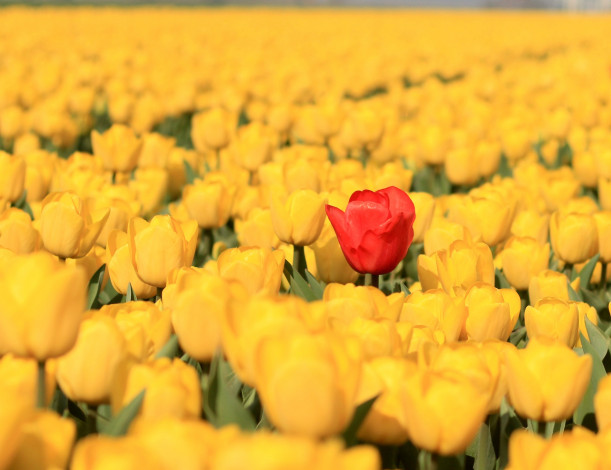 Обои картинки фото цветы, тюльпаны, плантация, много, жёлтые, красный, тюльпан, бутоны