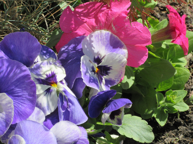 Обои картинки фото цветы, разные вместе, апрель, весна, 2018
