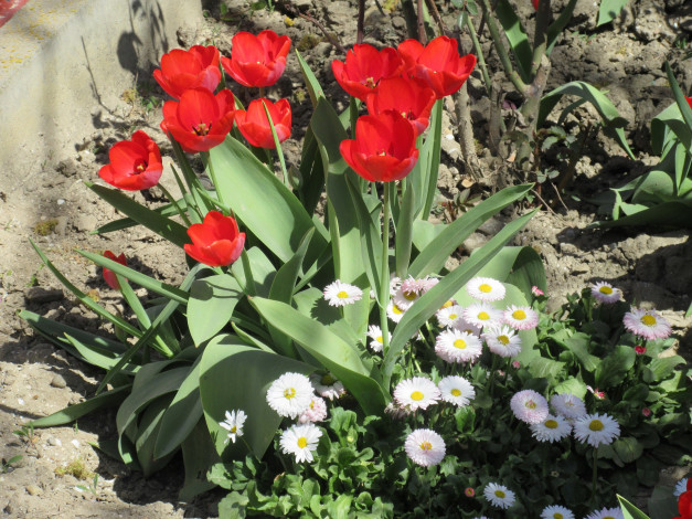 Обои картинки фото цветы, разные вместе, весна, 2018, апрель
