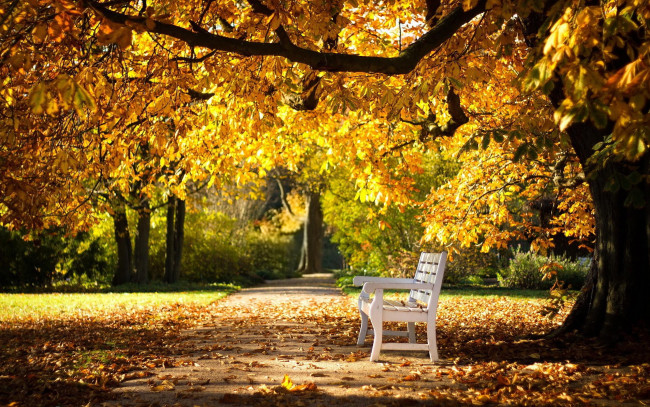 Обои картинки фото природа, парк, аллея, осень, листопад, скамейка