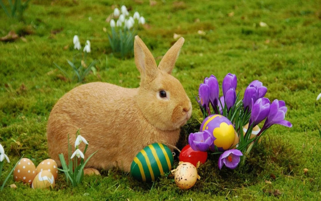 Обои картинки фото праздничные, пасха, кролик, крокусы, крашенки