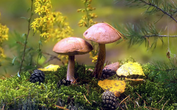 обоя природа, грибы, грибной, дуэт