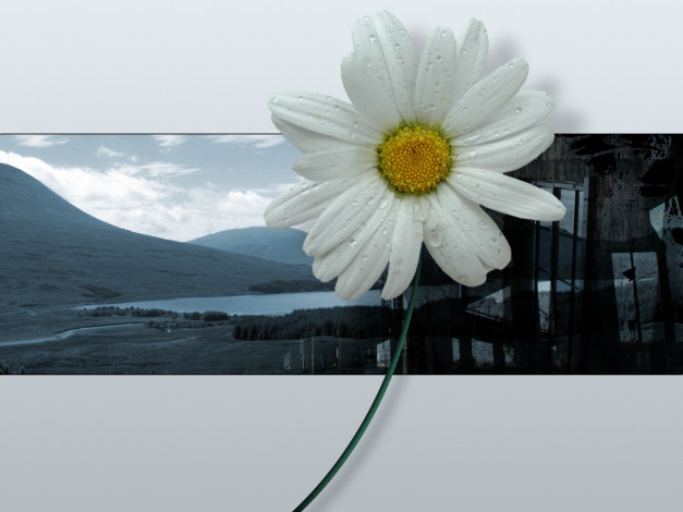 Обои картинки фото цветы, ромашки