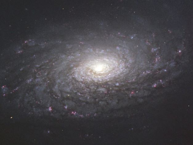 Обои картинки фото m63, галактика, подсолнух, космос, галактики, туманности