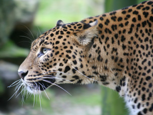 Картинка животные леопарды морда леопард профиль