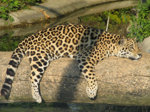 Картинка животные Ягуары бревно отдых спит