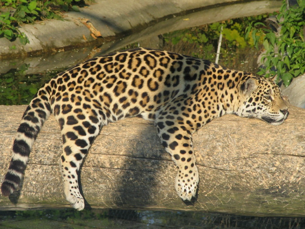 Обои картинки фото животные, Ягуары, бревно, отдых, спит