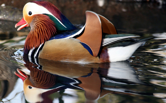 Обои картинки фото mandarin, duck, richmond, park, london, england, животные, утки