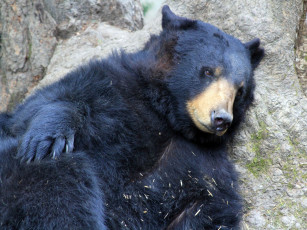 Картинка животные медведи черный большой отдых