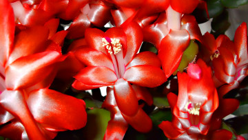Картинка 3д графика flowers цветы красный