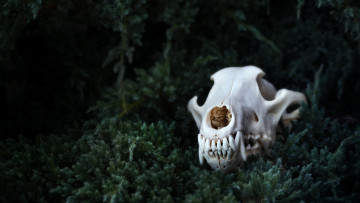 Картинка 3д графика horror ужас трава череп