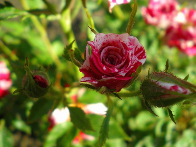 Обои картинки фото цветы, розы, пестрый, бутон