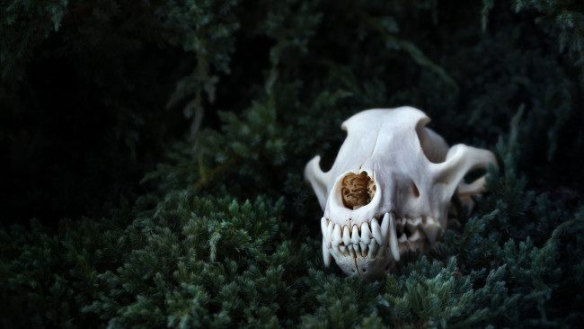 Обои картинки фото 3д, графика, horror, ужас, трава, череп