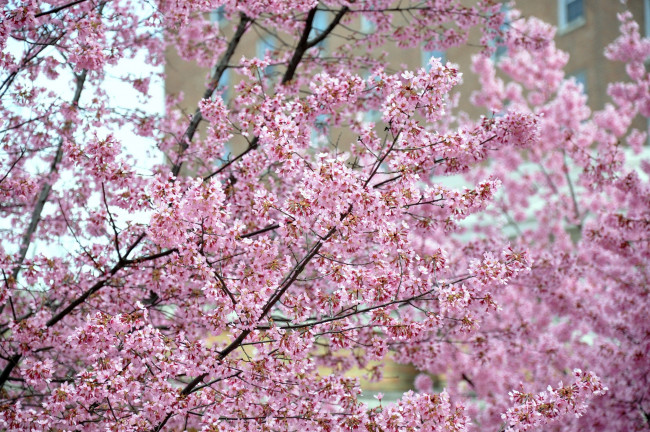 Обои картинки фото цветы, сакура, вишня, розовый, много