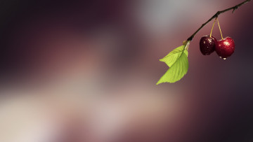 Картинка природа Ягоды вишеньки ветка листья