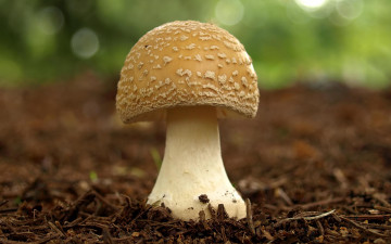 Картинка красавец природа грибы мухомор одинокий поляна