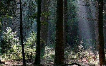 Картинка природа лес лучи ели прогалина