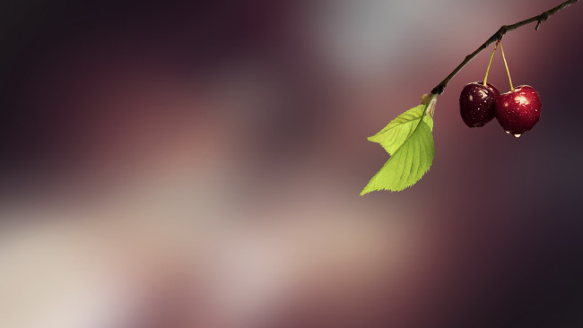 Обои картинки фото природа, Ягоды, вишеньки, ветка, листья