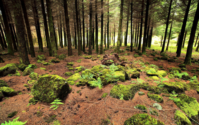 Обои картинки фото природа, лес, стволы, ельник, камни, склон, трава