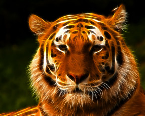 Картинка 3д графика animals животные тигр морда взгляд