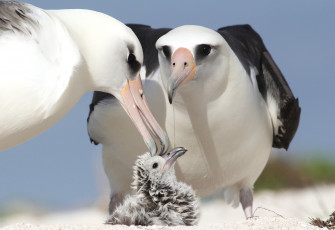 Картинка животные альбатросы семья кормежка