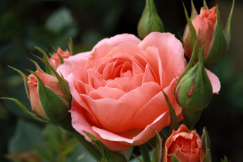Картинка цветы розы лепестки бутоны
