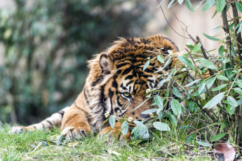 Картинка животные тигры кусты морда притаился