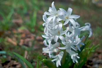 Картинка цветы гиацинты белый нежность