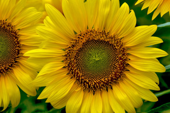 Картинка цветы подсолнухи желтый солнышко