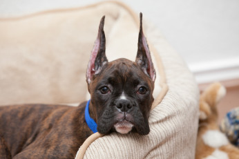 Картинка животные собаки уши