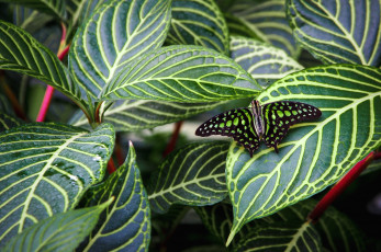 Картинка животные бабочки листья маскировка крылья