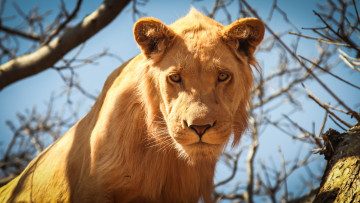 Картинка животные львы взгляд