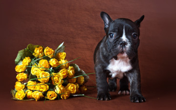 Картинка животные собаки фон цветы собака