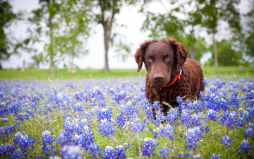Картинка животные собаки собака цветы природа