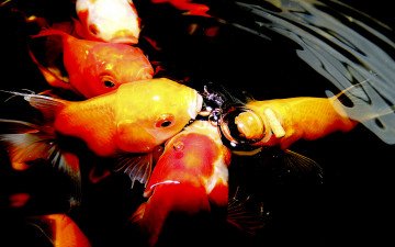 Картинка золотые рыбки животные рыбы блики