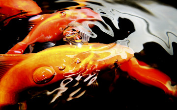 Картинка золотые рыбки животные рыбы блики на воде